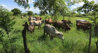 Finca en venta camino a Malacatoya