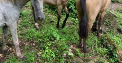 Finca en Venta en Comarca El Tule y Sacal, Boaco