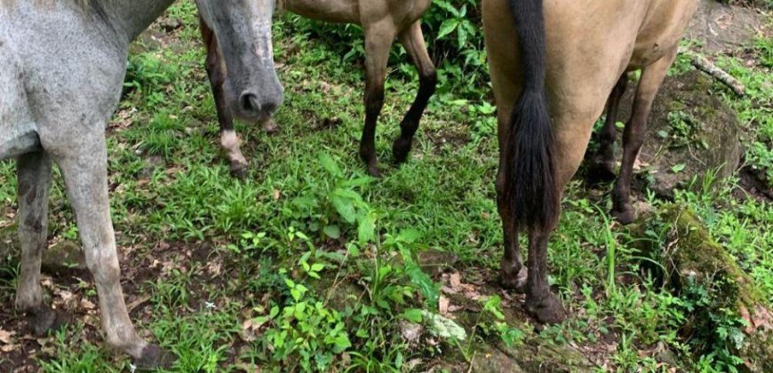 Finca en Venta en Comarca El Tule y Sacal, Boaco